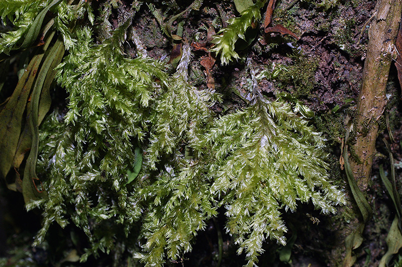 https://www.nzplants.auckland.ac.nz/en/about/mosses/native-species/trachylomataceae/trachyloma-diversinerve.html